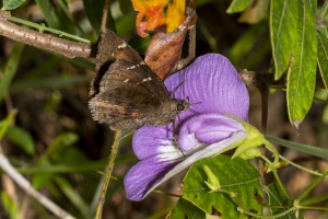 Tlh_LepCount-W_2019_07_27 - Cloudywing, Northern
