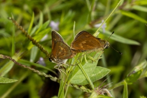 Tlh_LepCount-W_2019_07_27 - Skipper, Broken-dash, Southern Mating (1)