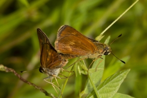 Tlh_LepCount-W_2019_07_27 - Skipper, Broken-dash, Southern Mating (2)