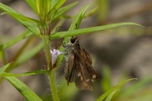 Tlh_LepCount-W_2019_07_27 - Skipper, Dun (F) worn