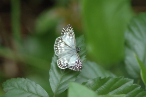 Tropical Checkered Skipper