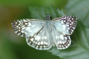 Tropical Checkered Skipper2