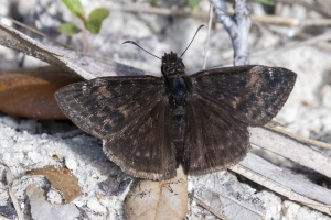 Twin Rivers WMA_2020_03_12 - Duskywing, Zarucco (4)-FS