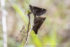 Twin Rivers WMA_2020_03_12 - Skipper, Clouded, mating-FS