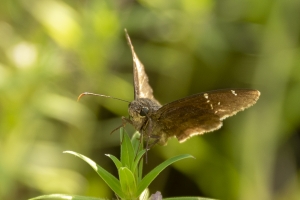 TwinRivers SF_2014-09-01 - Cloudywing, Confused (6)-websized