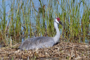 VieraWetlands_02-08-2019 - Crane, Sandhill on nest (2)-Fullsized