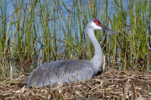 VieraWetlands_02-08-2019 - Crane, Sandhill on nest (5)-Fullsized