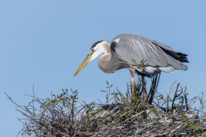 VieraWetlands_02-08-2019 - Heron, Great Blue nesting with young (1)-Fullsized