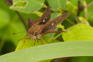 WadeTractCount_2014-07-20 - Skipper, Ocola (1)