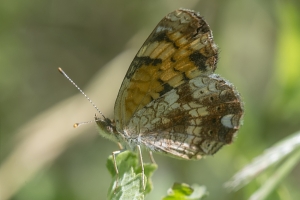 Wak_Audubon_2016_04_08 213_NIK