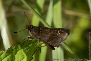 Wak_BradwellBay_2016_09_20 - Skipper, Clouded