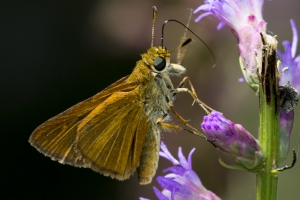 Wak_BradwellBay_2016_09_20 - Skipper, Dion (1)