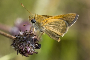 Wak_BradwellBay_2016_09_20 - Skipper, Dion (2)