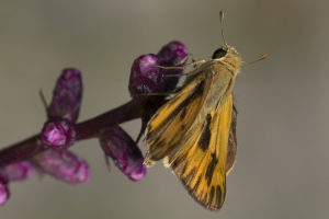 Skipper, Fiery (M)