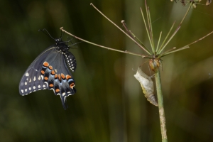 Wak_BradwellBay_2016_09_20 - Swallowtail, Black - fresh emerging (1)
