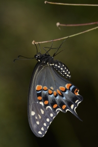 Wak_BradwellBay_2016_09_20 - Swallowtail, Black - fresh emerging (2)