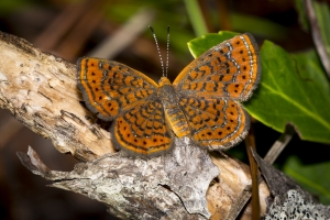 Wak_BradwellBay_2016_09_25 - Metalmark, Little (3)-BR2k-webpage