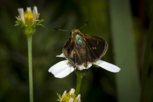 Wak_BradwellBay_2016_09_25 - Skipper, Neamathla (4)-BR2k