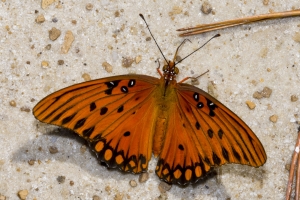 Gulf Fritillary *