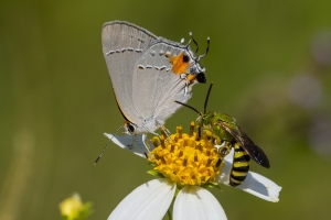 Wak_BradwellBay_2017_09_07_FH13 - Hairstreak, Gray (2) -Fullsized-webpage