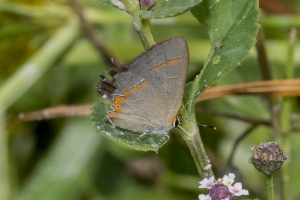 Wak_BradwellBay_2017_09_07_FH13 - Haristreak, Red-banded-webpage