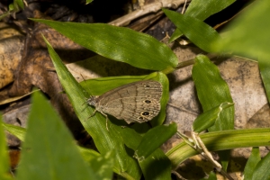 Wak_BradwellBay_2017_09_07_FH13 - Satyr, Carolina