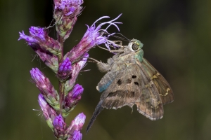 Wak_BradwellBay_2017_09_07_FH13 - Skipper, Long-tail