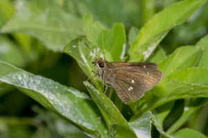 Wak_BradwellBay_2017_09_07_FH13 - Skipper, Twin-spot
