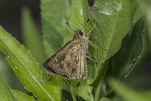 Skipper, Whirlabout (F)