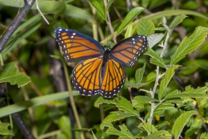 Wak_BradwellBay_2017_09_07_FH13 - Viceroy