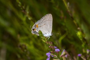 Wak_BradwellBay_2018_08_15 - Hairstreak, Gray (1)-webpage
