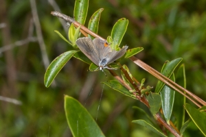 Wak_BradwellBay_2018_08_15 - Harirstreak, Gray (2)-webpage