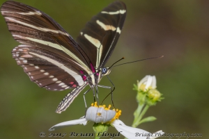 Wak_BradwellBay_2018_09_06-16-Fullsized