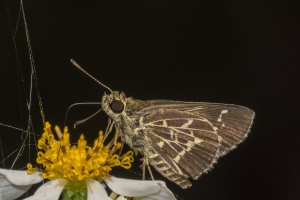 Roadside-Skippers