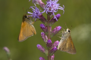Wak_BradwellBay_2018_09_06 - Skipper, Berry's and Dion