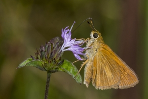 Wak_BradwellBay_2018_09_06 - Skipper, Dion