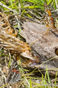 Wak_MtZionArea_2016_05_24 - Gulf and American Lady on a Dead Fish (1)