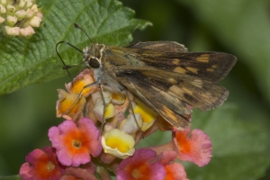 Wak_MtZionArea_2016_05_24 - Skipper, Broken-Dash, S (10)