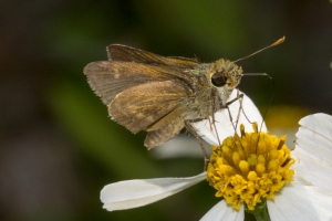 Wak_MtZionArea_2016_05_24 - Skipper, Little Glassywing (3)
