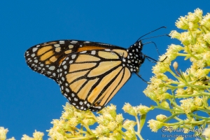 Monarch & Milkweeds