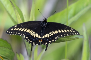 Wak_St Marks NWR_2020_05_06 - Swallowtail, Black (7)-FS