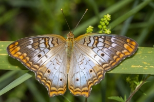 White Peacock *