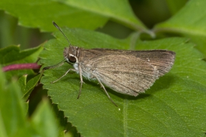 Wak_StMarks NWR_2019_08_31 - Skipper, Eufala (1)-websized