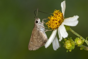 Wak_StMarks NWR_2019_08_31 - Skipper, Eufala-websized