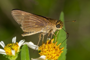Wak_StMarks NWR_2019_08_31 - Skipper, Ocola