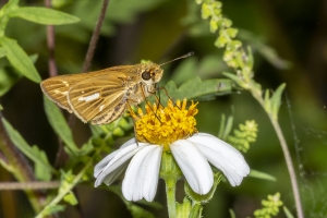 Wak_StMarks NWR_2019_08_31 - Skipper, Salt Marsh (1)