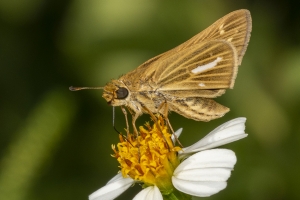 Wak_StMarks NWR_2019_08_31 - Skipper, Salt Marsh (2)