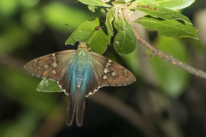 Wak_StMarks_2015_10_07 - Skipper, Long-tailed