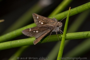 Wak_StMarksFireR_2018_09_30 - Skipper, Eufala (4)-Fullsized