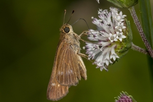 Wak_StMarksFireR_2018_09_30 - Skipper, Ocola (2)-Fullsized-websized